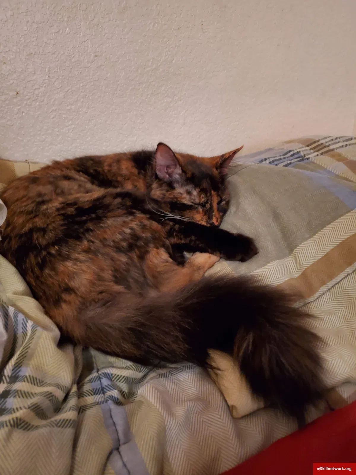 Lost cat in North Richland Hills, TX, 76182