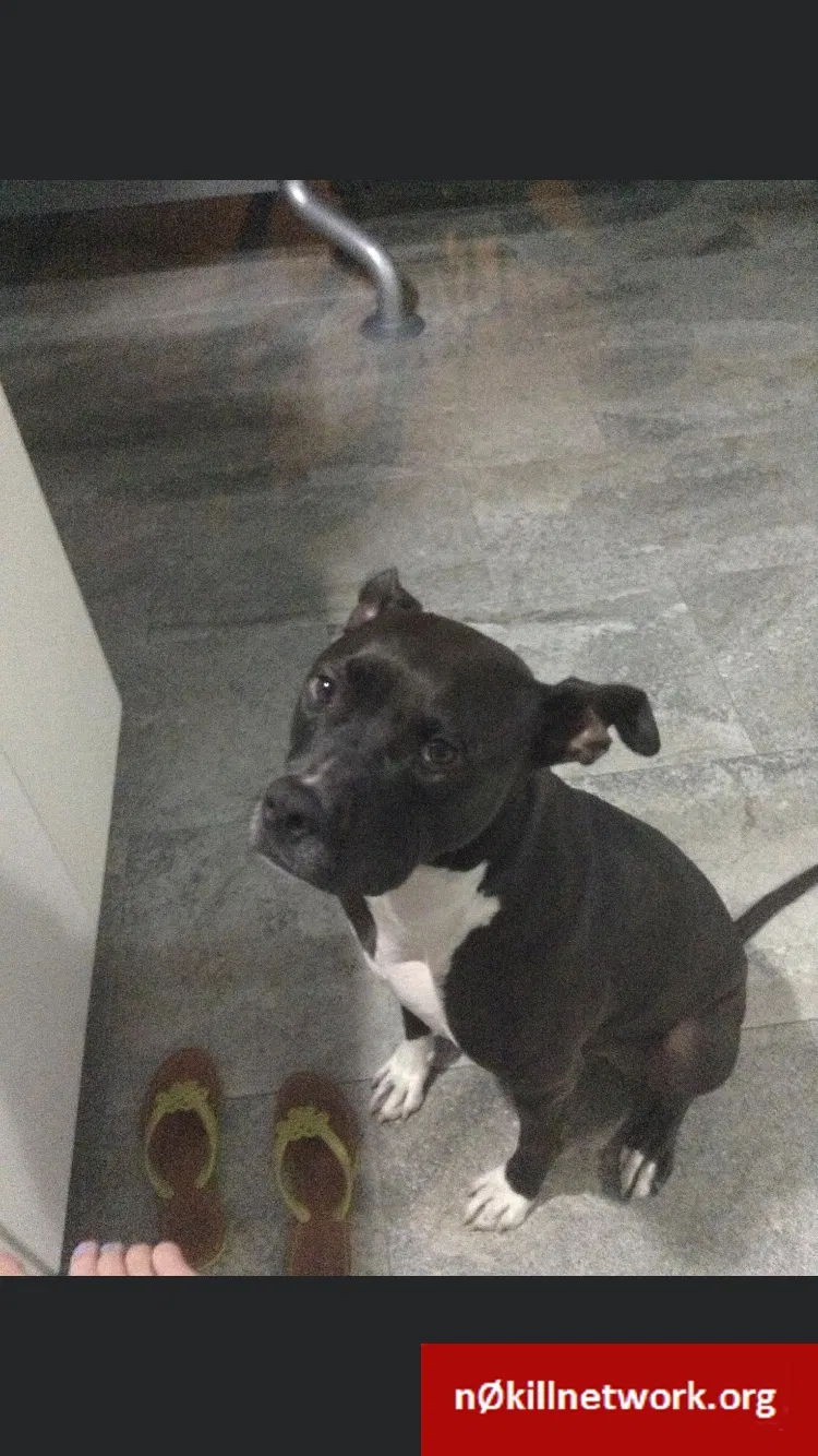 Lost dog in Chicago, IL, 60612