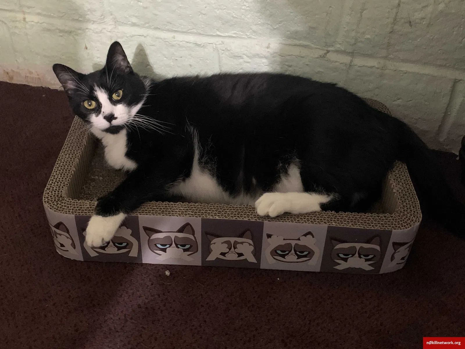 Lost cat in Colton, CA, 92324