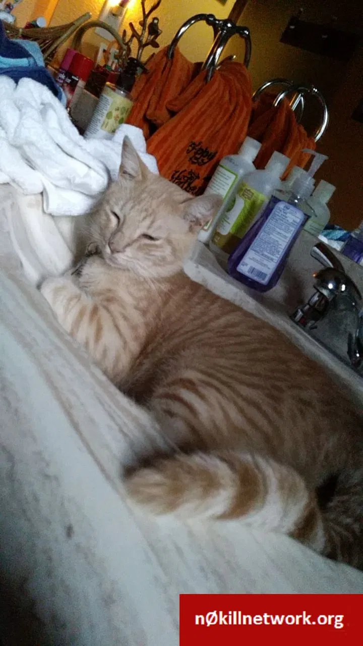 Lost cat in Bedford, TX, 76021