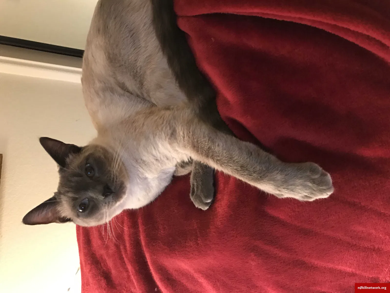 Lost cat in Aliso Viejo, CA, 92656