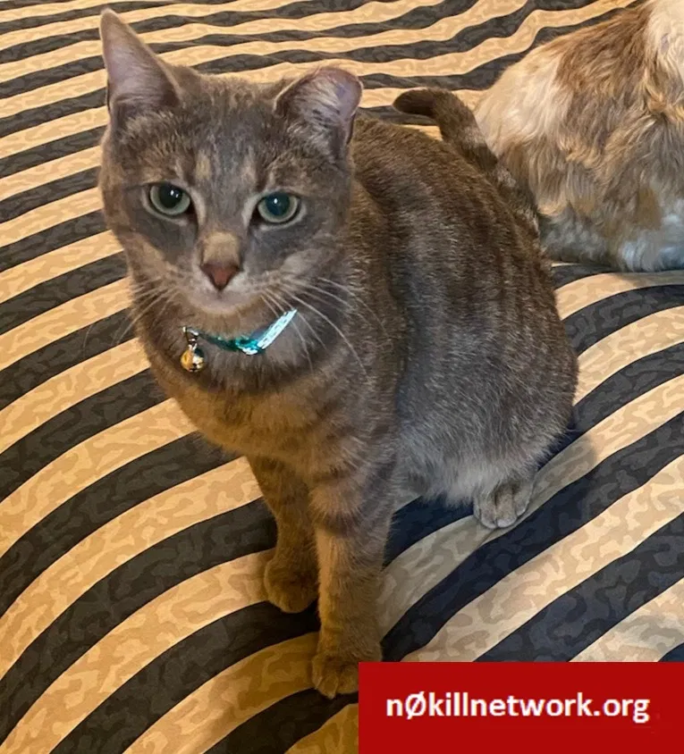 Lost cat in Canal Winchester, OH, 43110