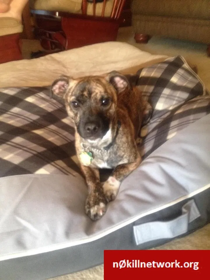 Lost dog in Marysville, OH, 43040