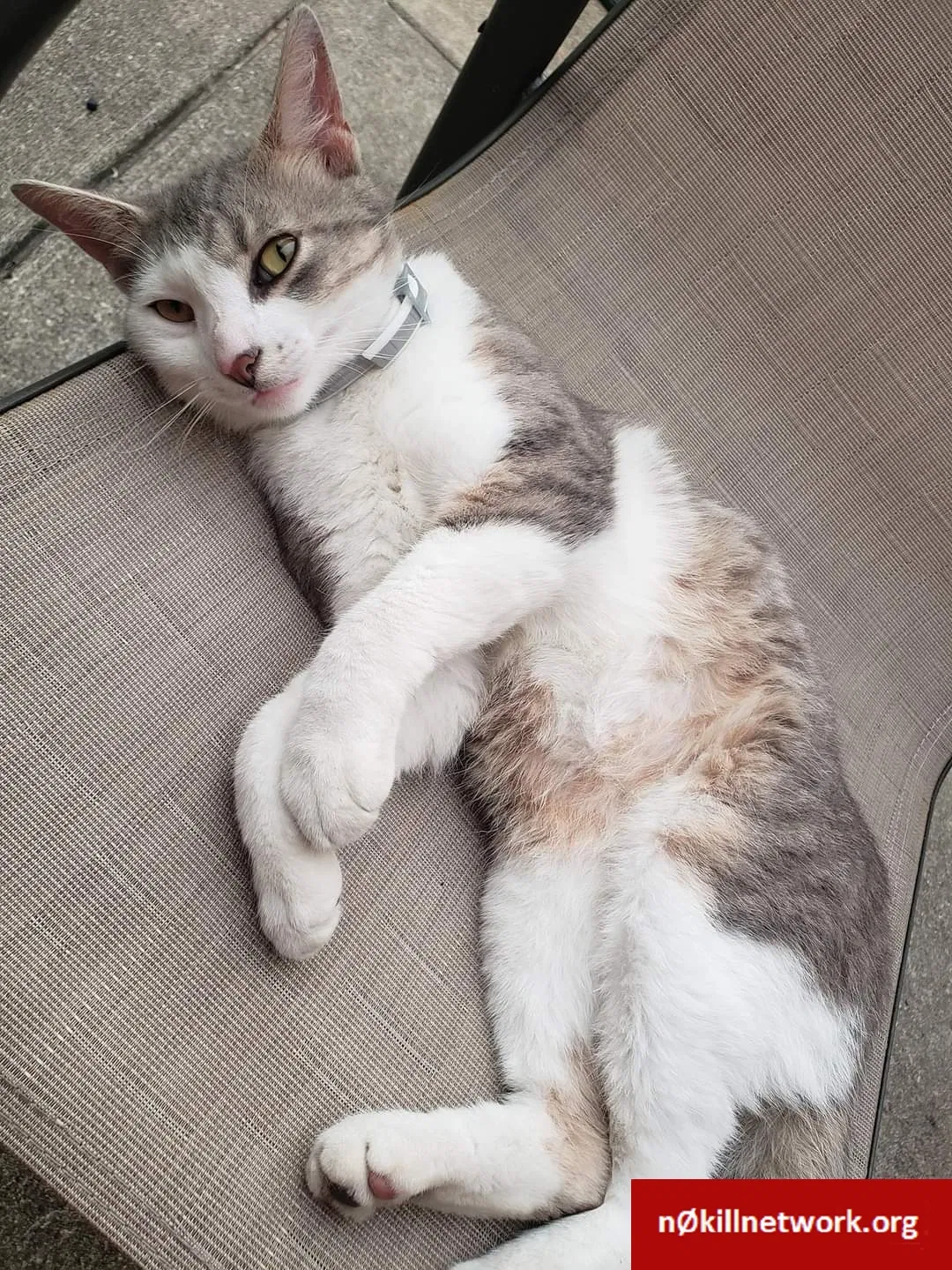 Lost cat in Chicago, IL, 60620