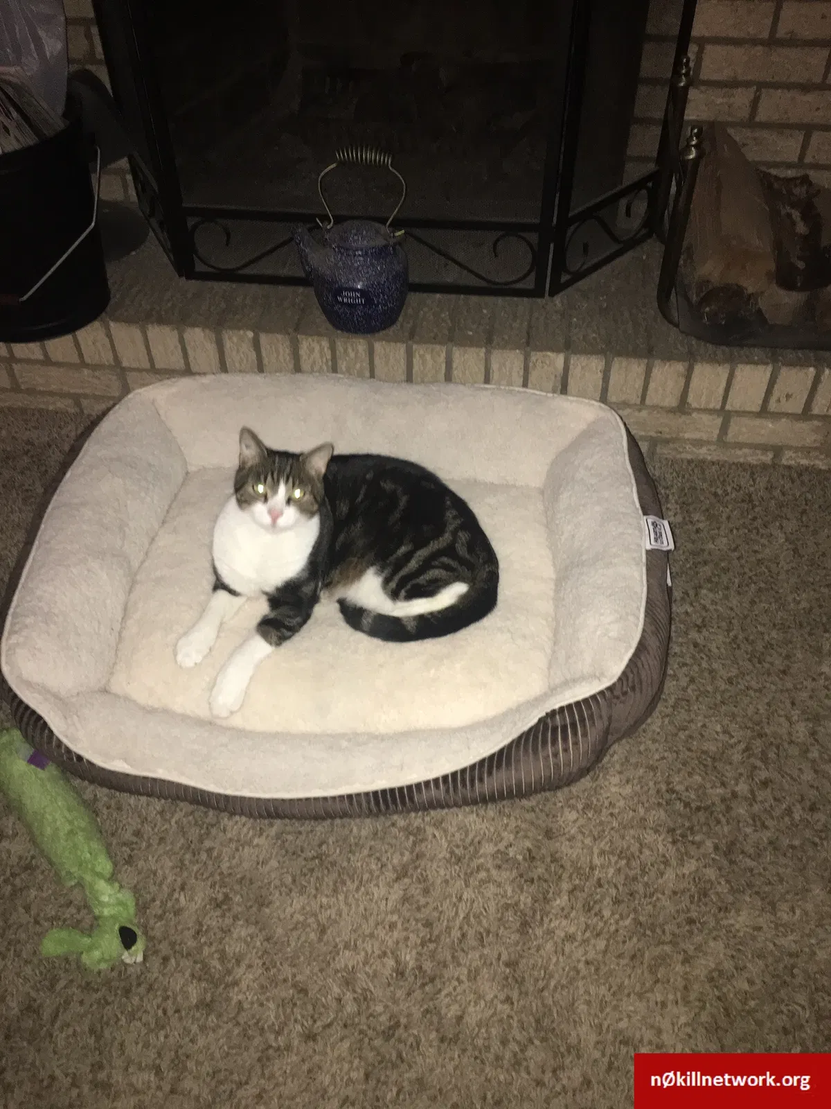 Lost cat in Gibsonia, PA, 15044