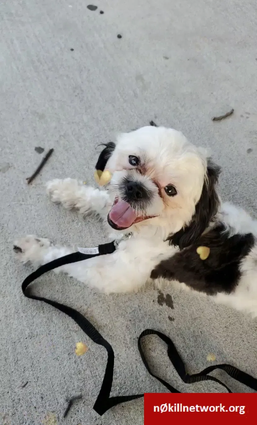 Lost dog in Fort Worth, TX, 76119