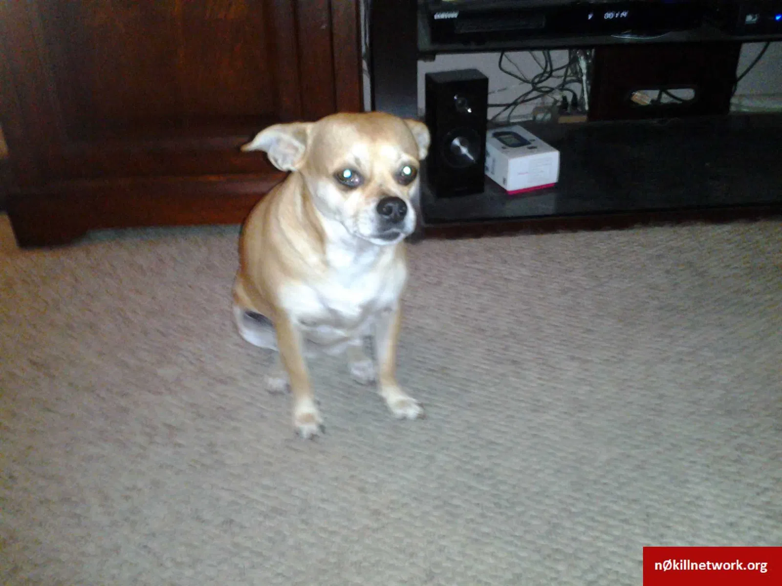 Lost dog in Riverside, CA, 92509
