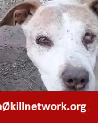 Lost dog in Bakersfield, CA, 93308