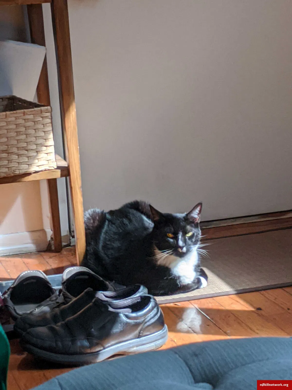 Lost cat in Little Ferry, NJ, 7643