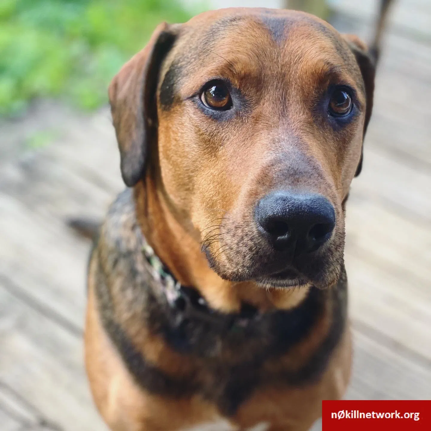 Lost dog in Fairfield, OH, 45014