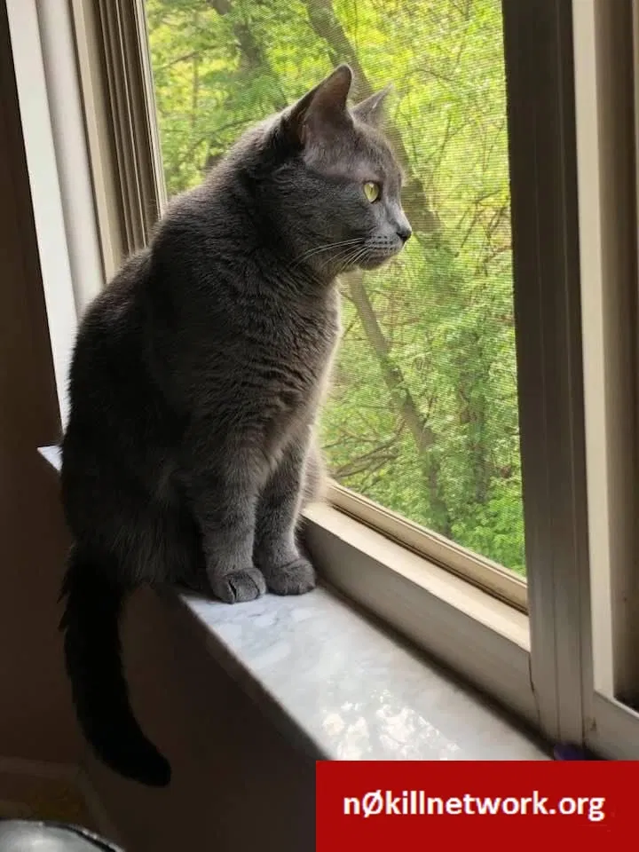 Lost cat in Reynoldsburg, OH, 43068