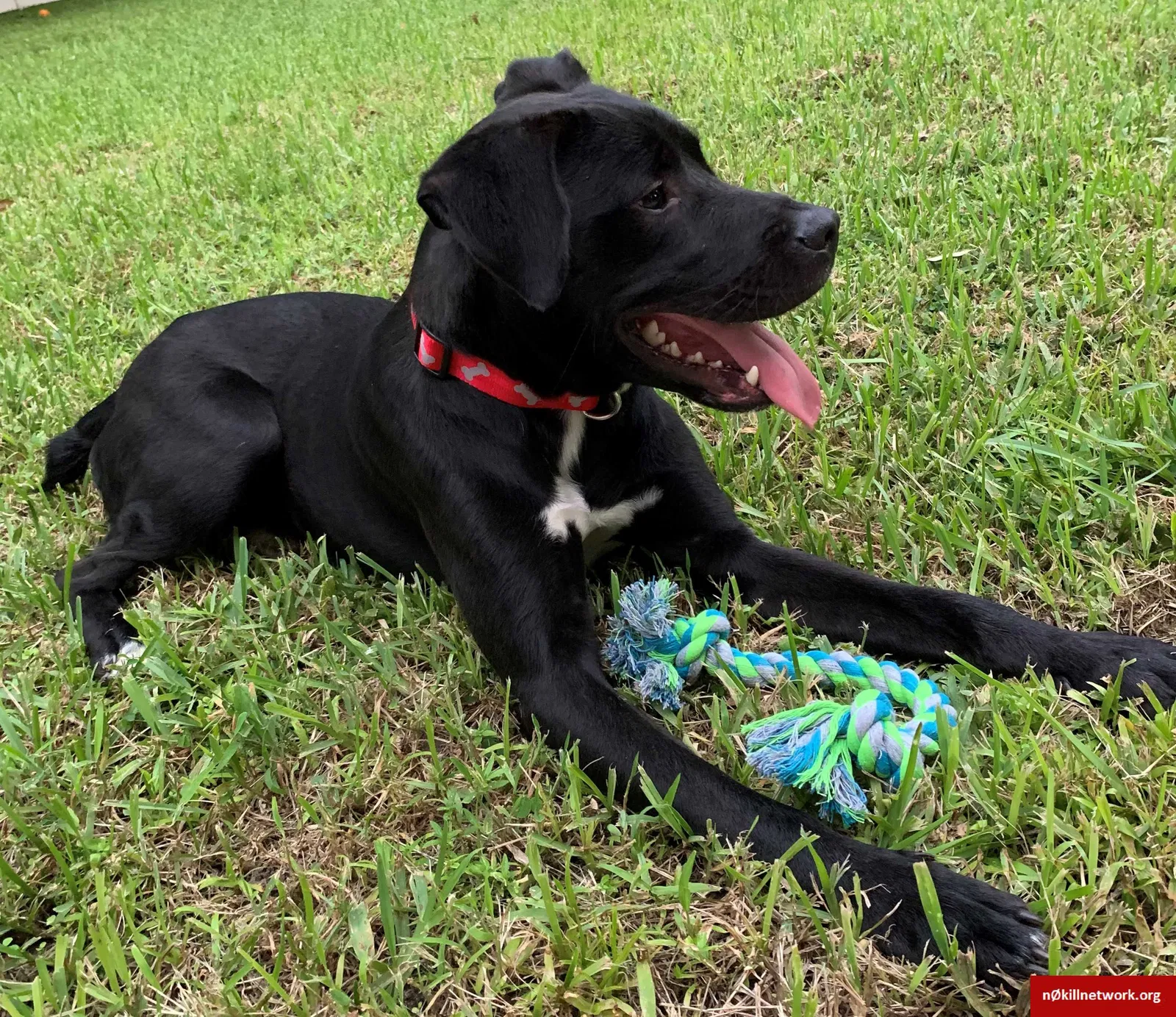 Lost dog in Dover, FL, 33527