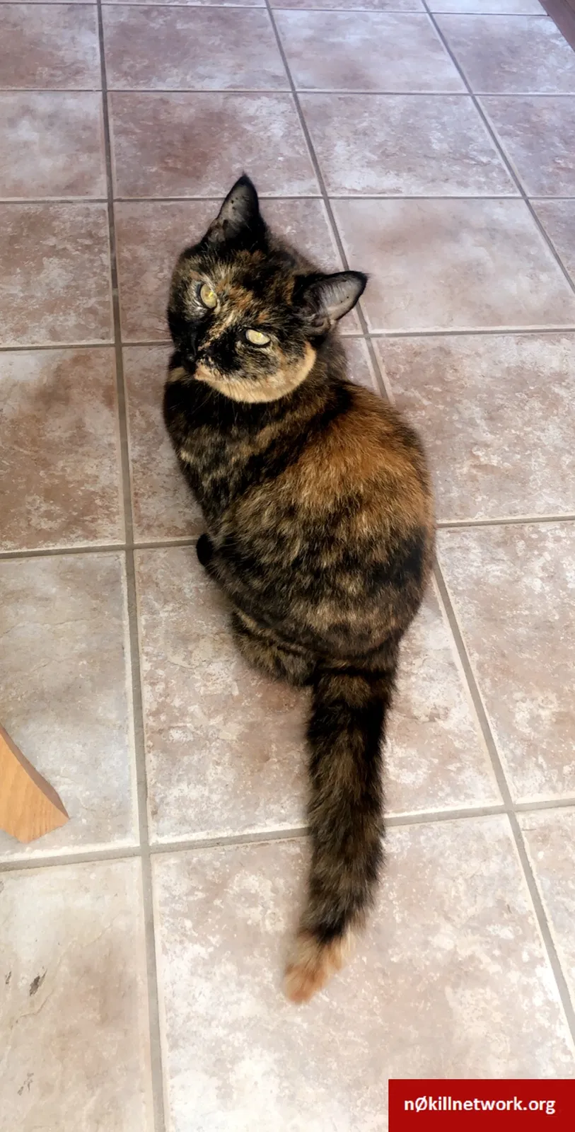 Lost cat in Chardon, OH, 44024