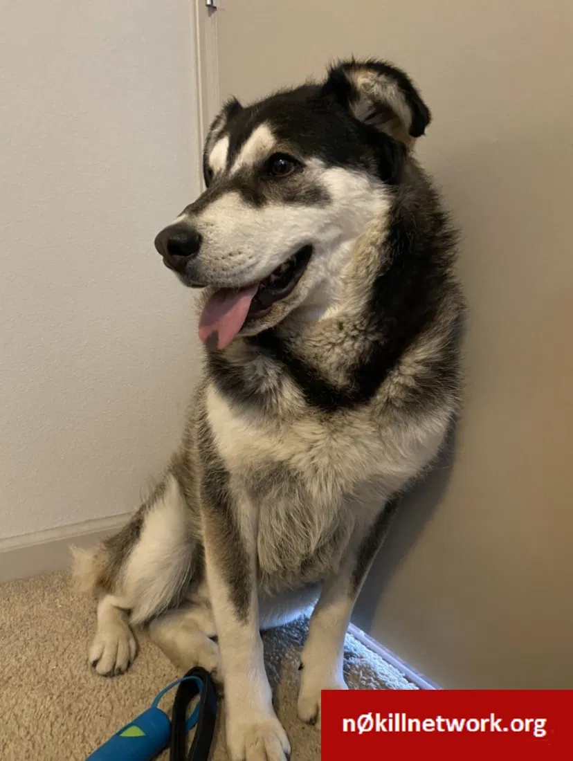 Lost dog in Denver, CO, 80204