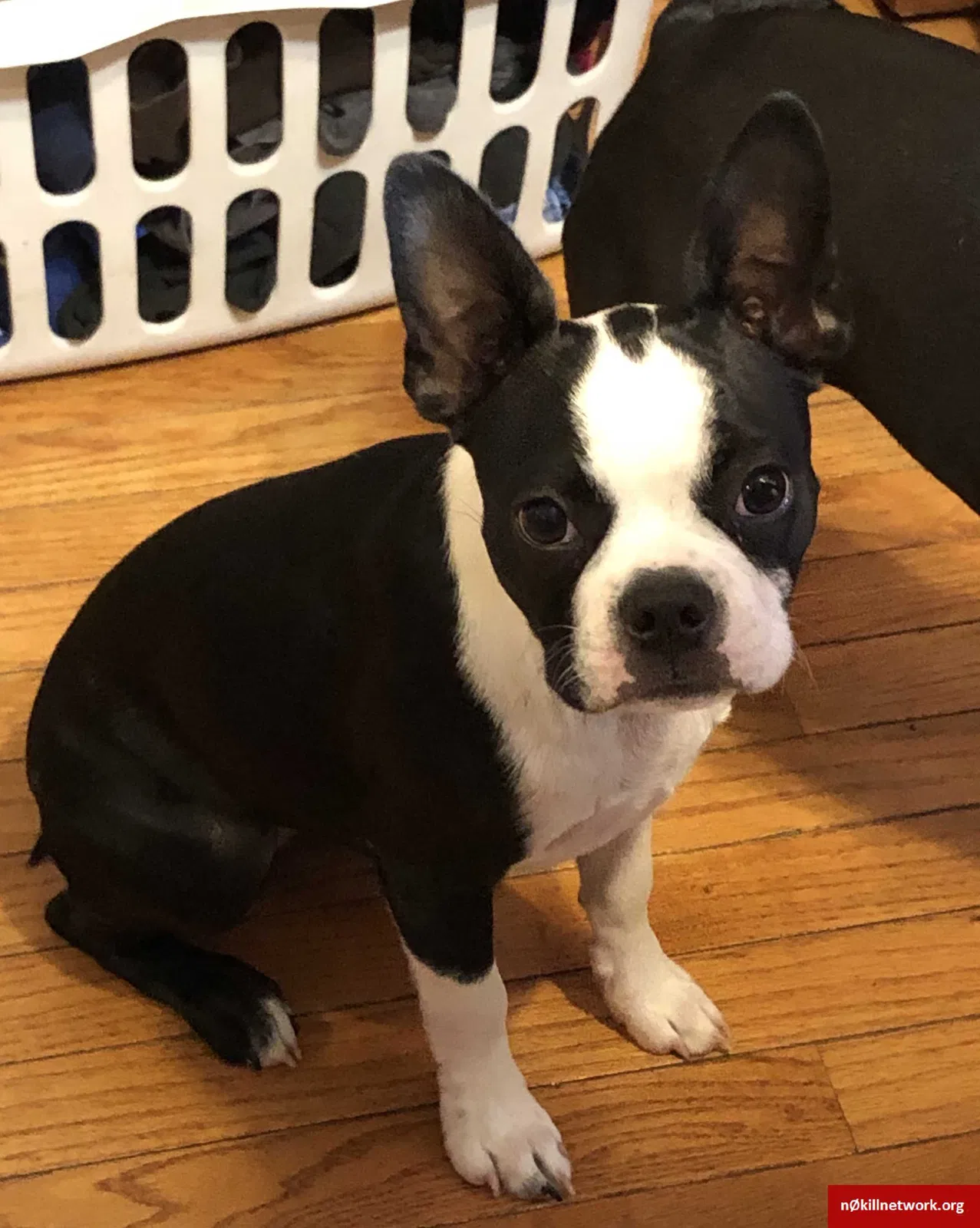 Lost dog in Hebron, KY, 41048