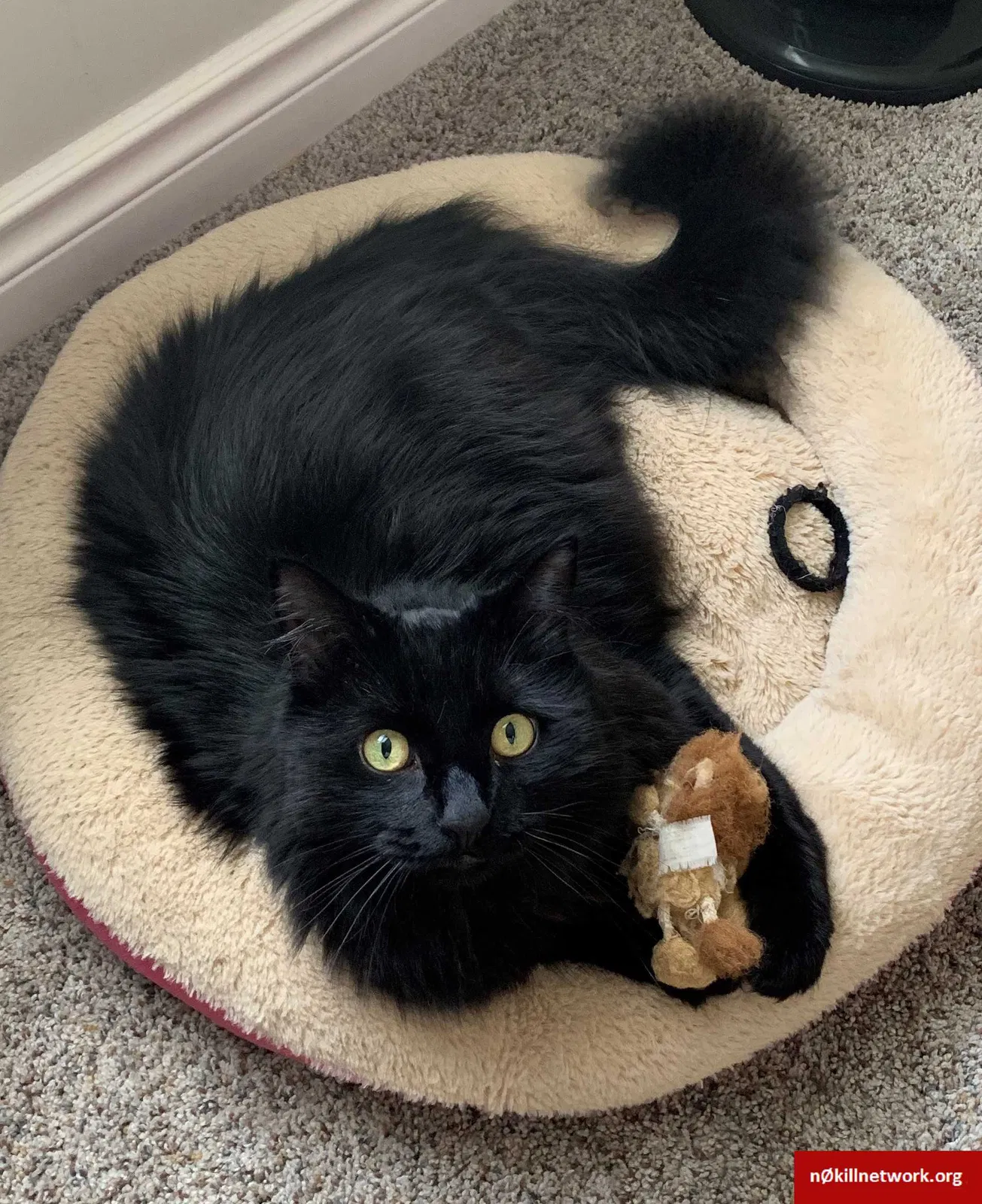 Lost cat in Ferndale, MI, 48220