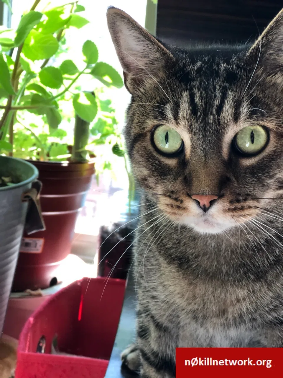 Lost cat in Brooklyn, NY, 11233