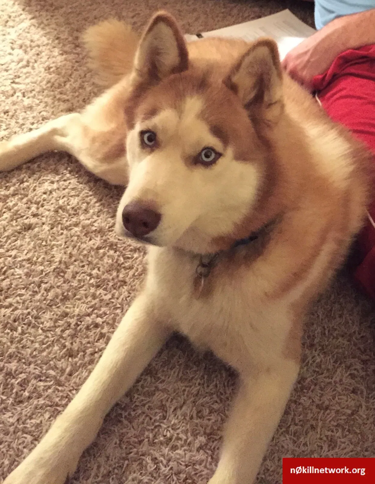 Lost dog in Bixby, OK, 74008