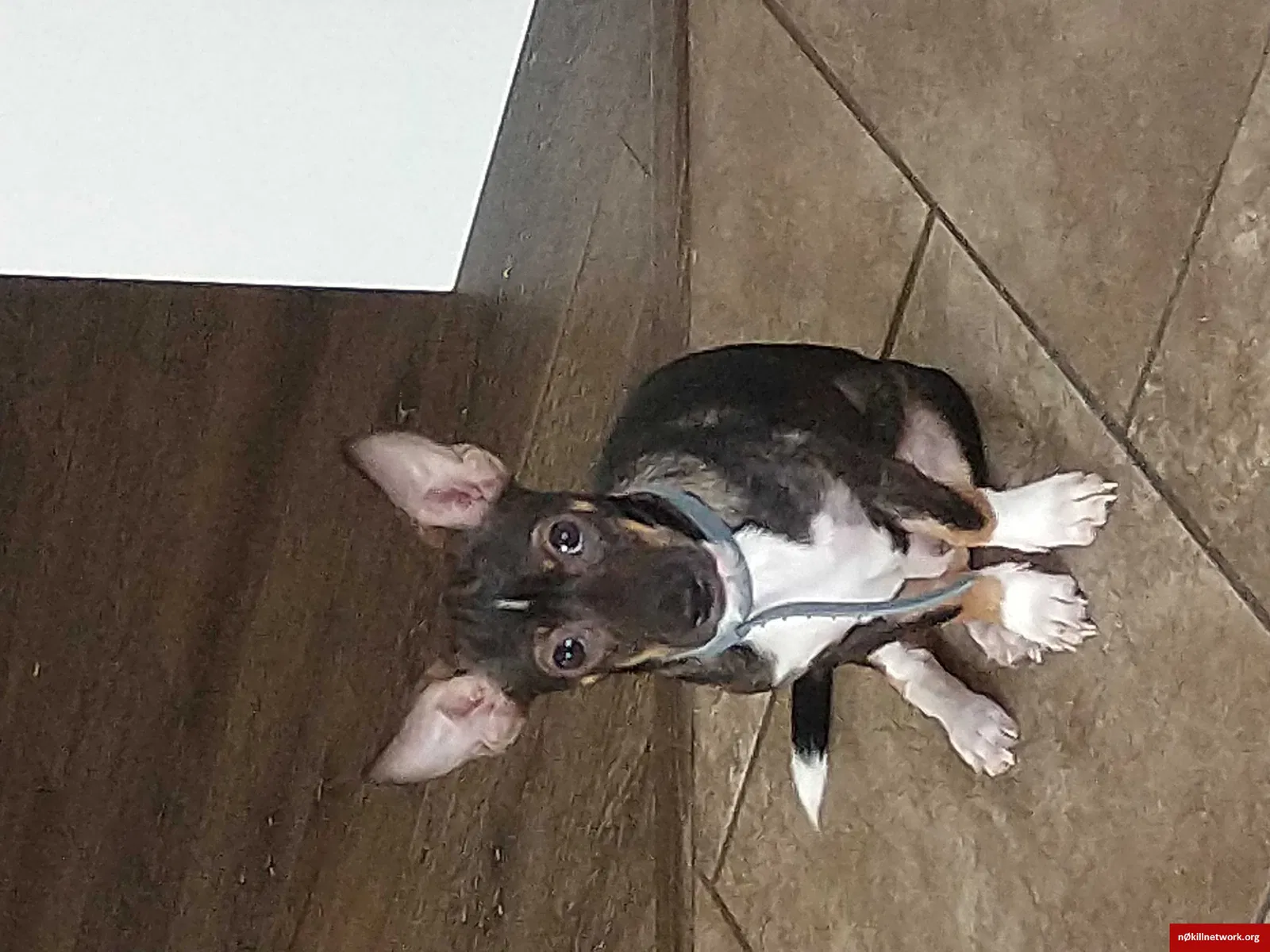 Lost dog in Bakersfield, CA, 93313