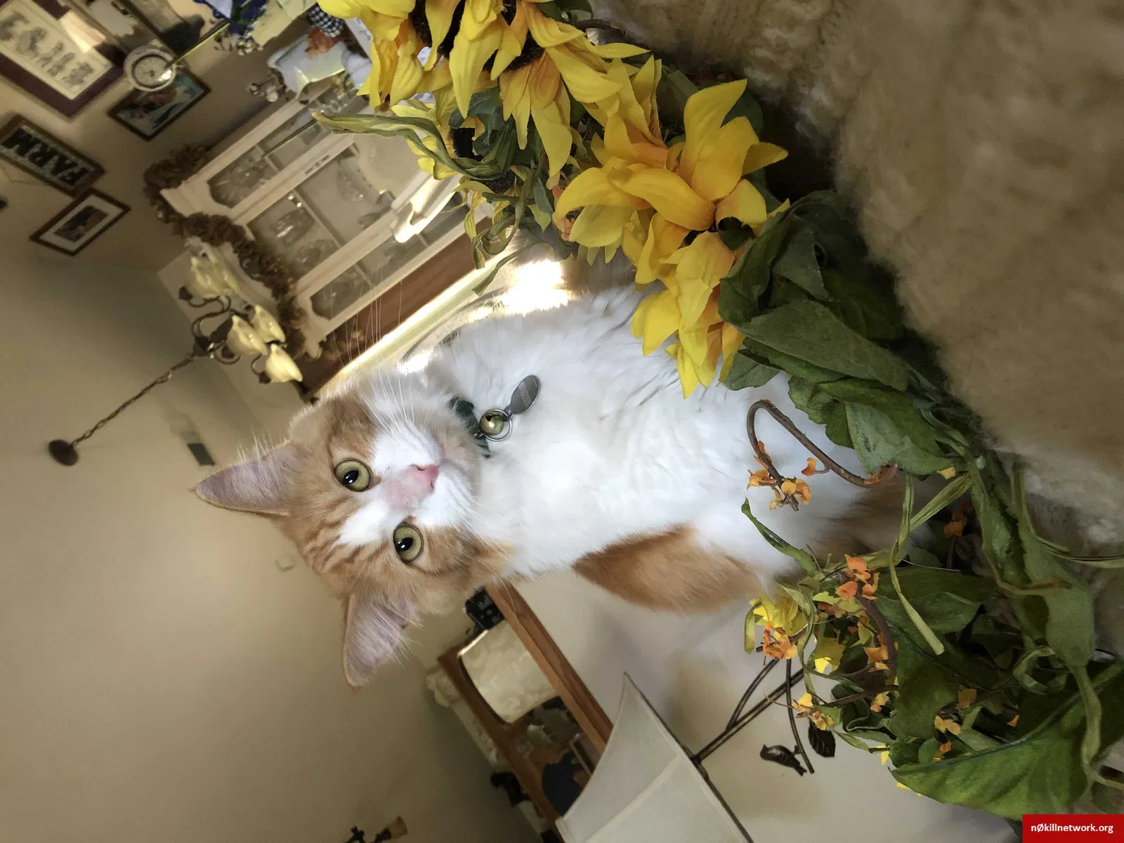 Lost cat in Bakersfield, CA, 93308
