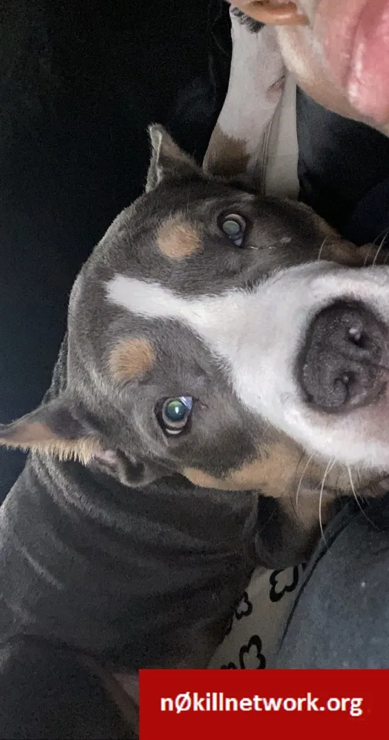Lost dog in Birmingham, AL, 35222