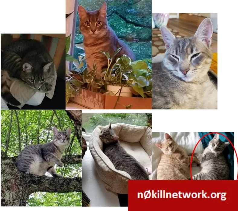 Lost cat in Wayne, PA, 19087