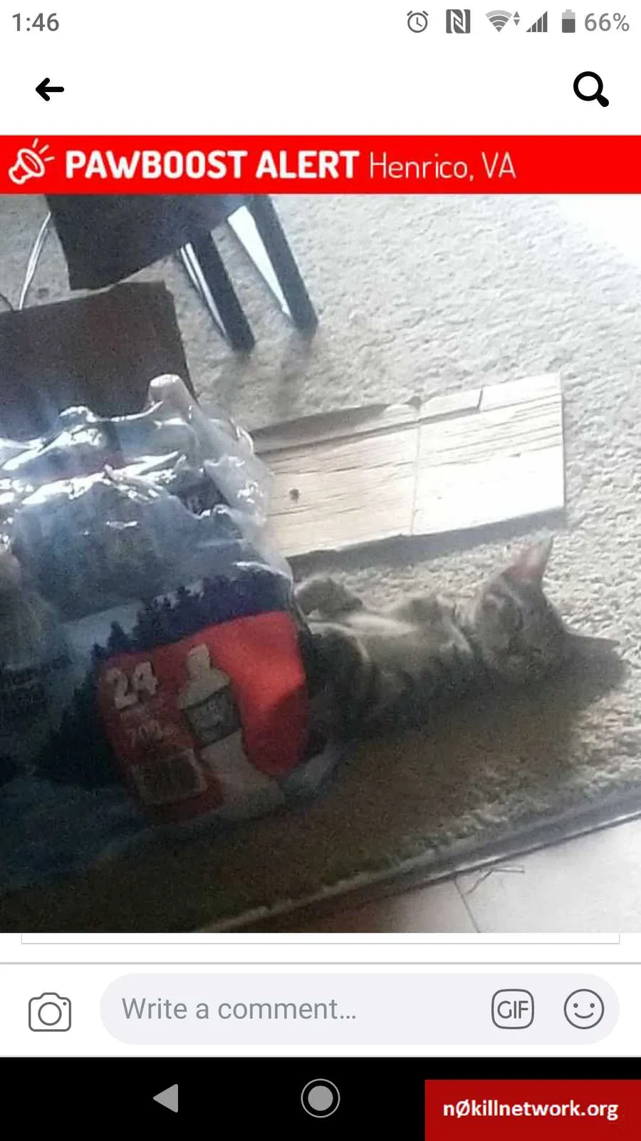 Lost cat in Henrico, VA, 23228