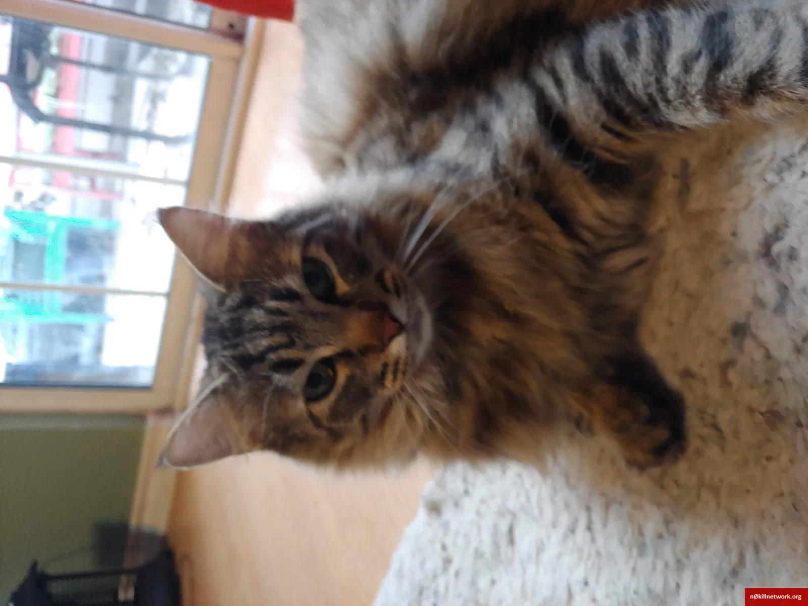 Lost cat in Grapevine, TX, 76051