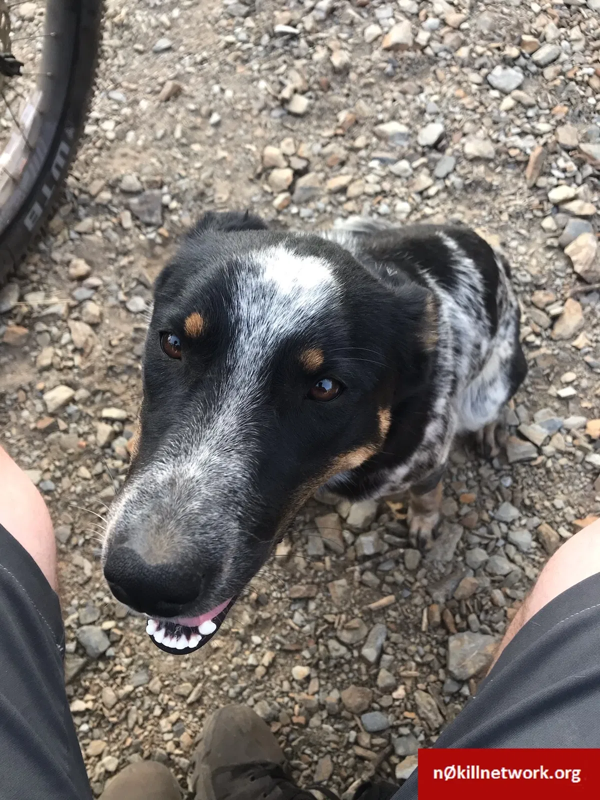 Lost dog in Ogden, UT, 84404