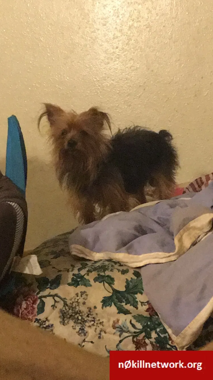 Lost dog in Granger, TX, 76530