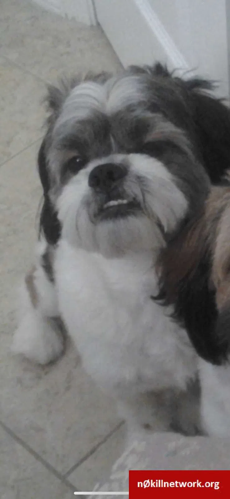 Lost dog in Mission, TX, 78573