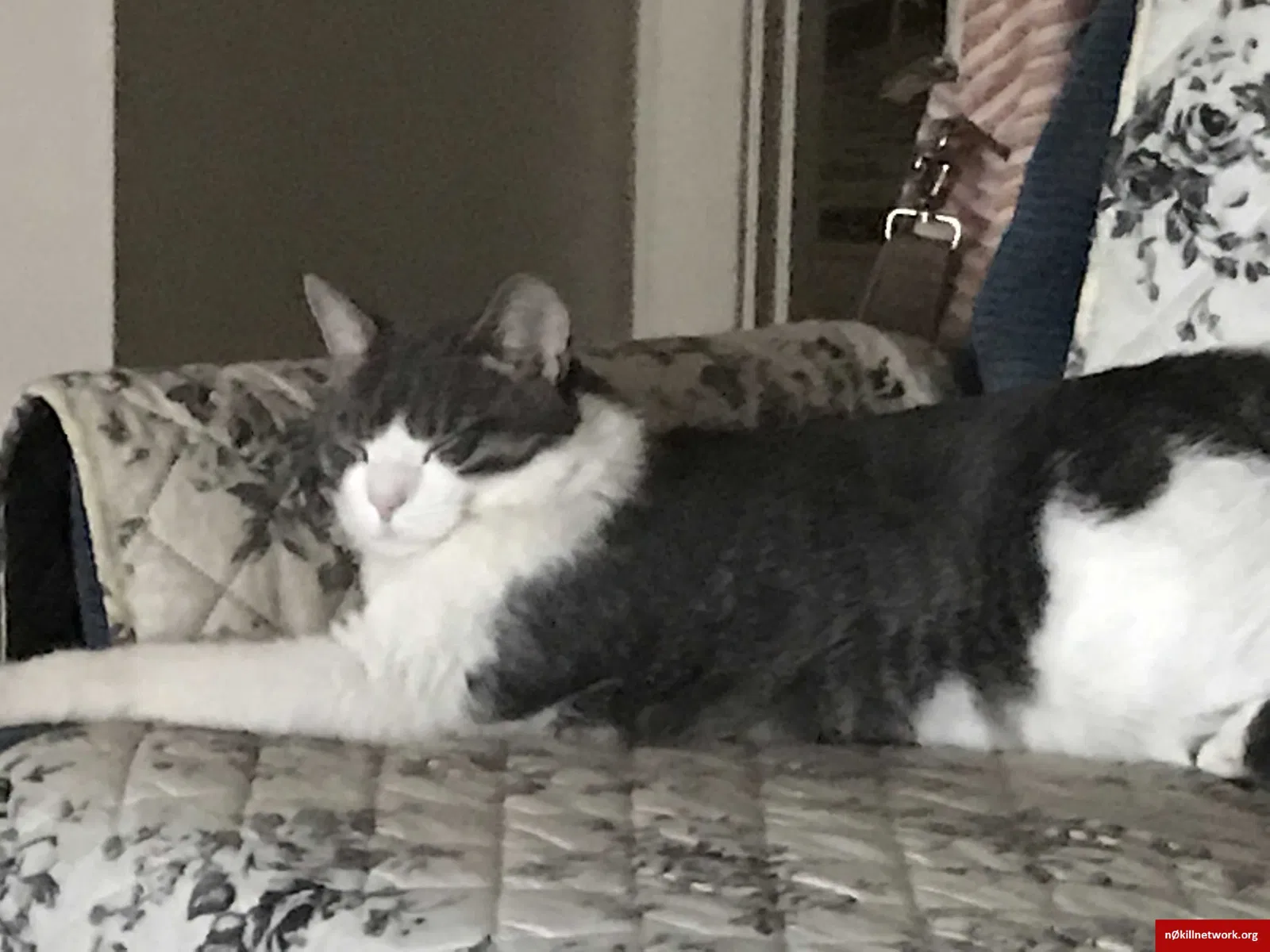 Lost cat in Lawrence, MA, 1843