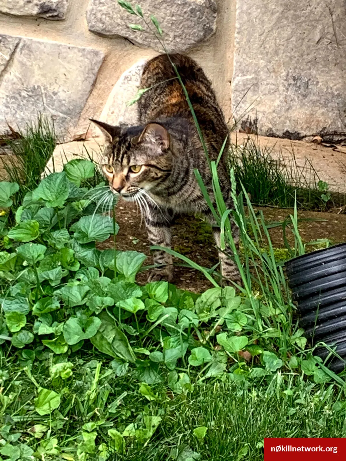 Lost cat in Knoxville, TN, 37918