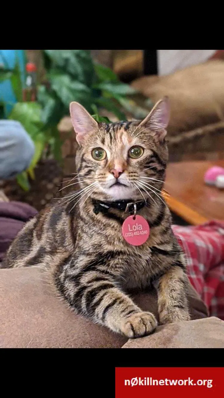 Lost cat in Birmingham, AL, 35222