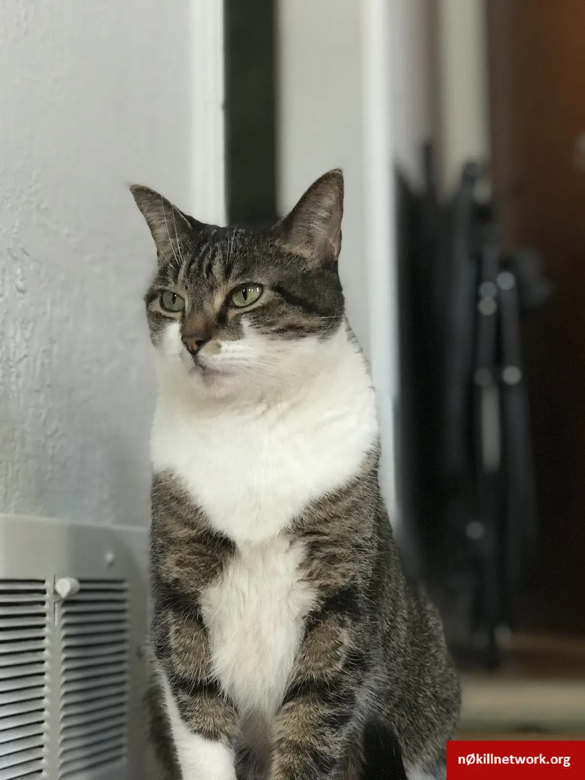 Lost cat in Toledo, OH, 43612