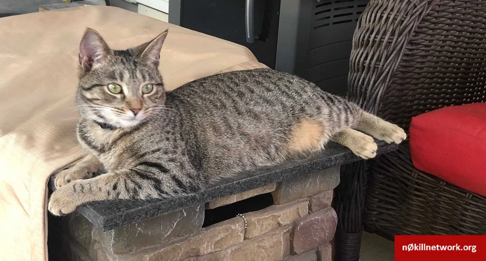 Lost cat in Austin, TX, 78717