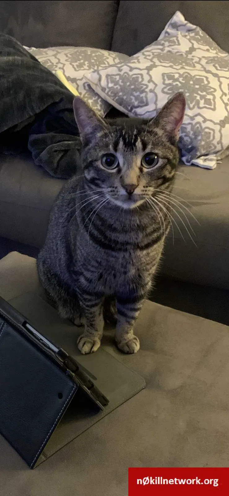 Lost cat in Prior Lake, MN, 55372