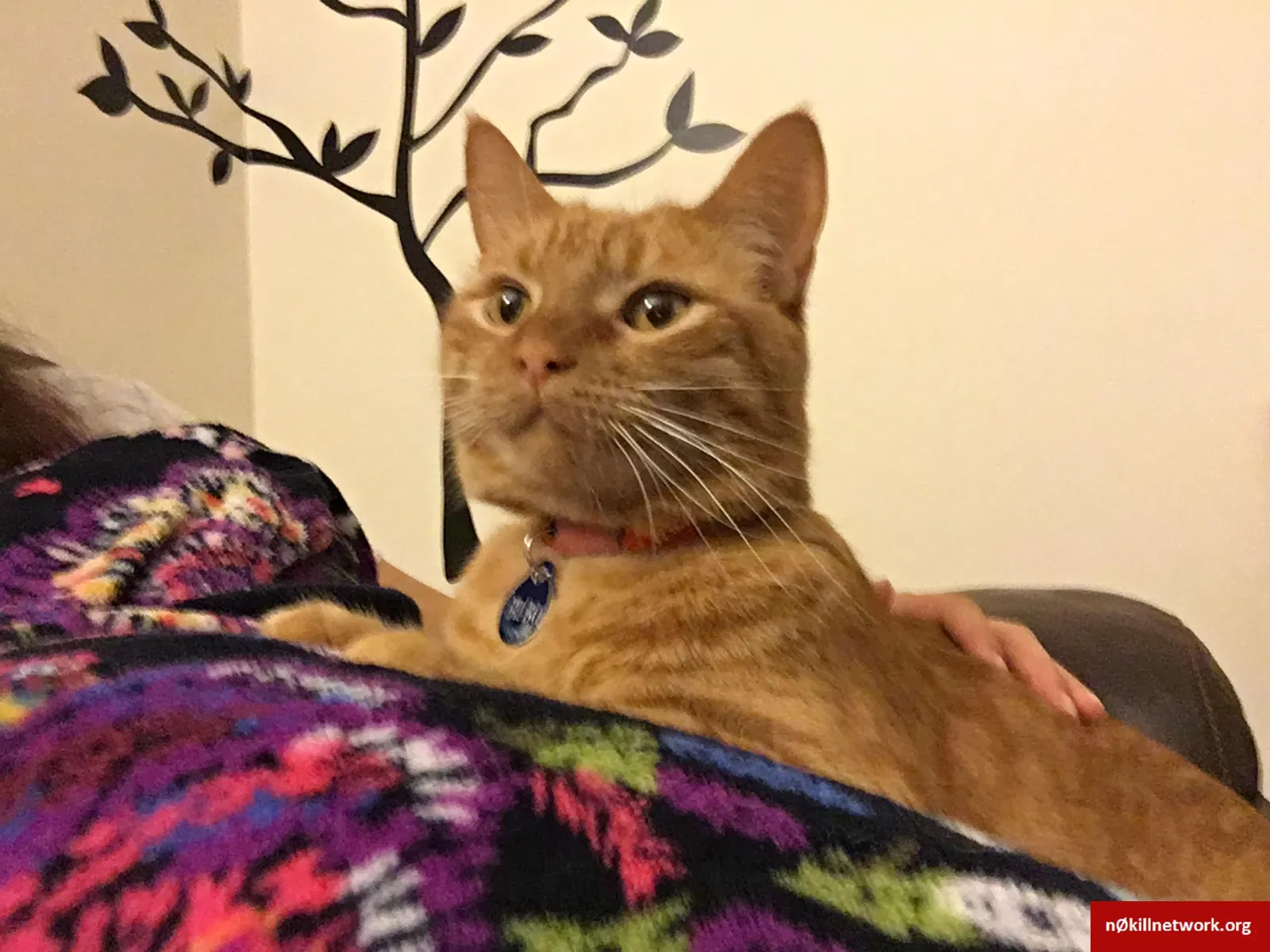 Lost cat in Cary, NC, 27513