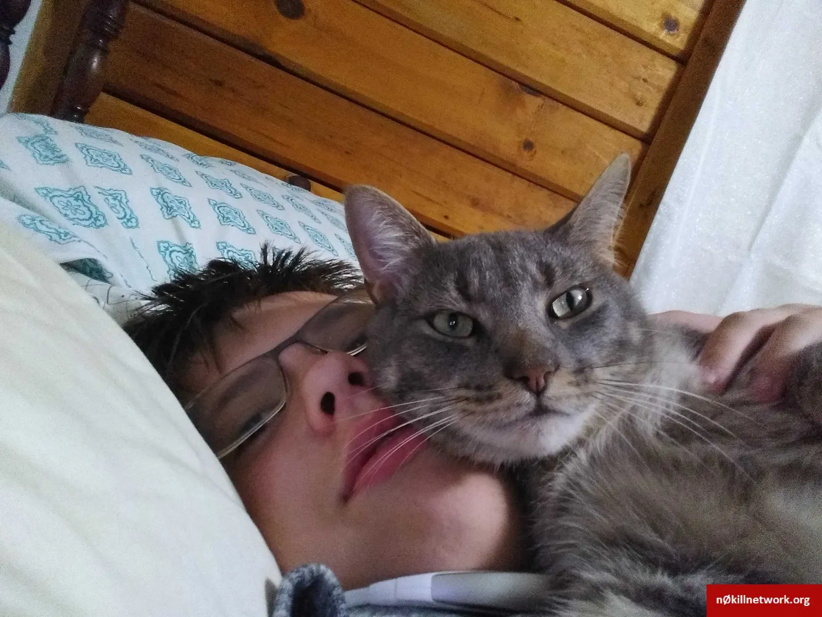 Lost cat in Chesterfield, VA, 23838