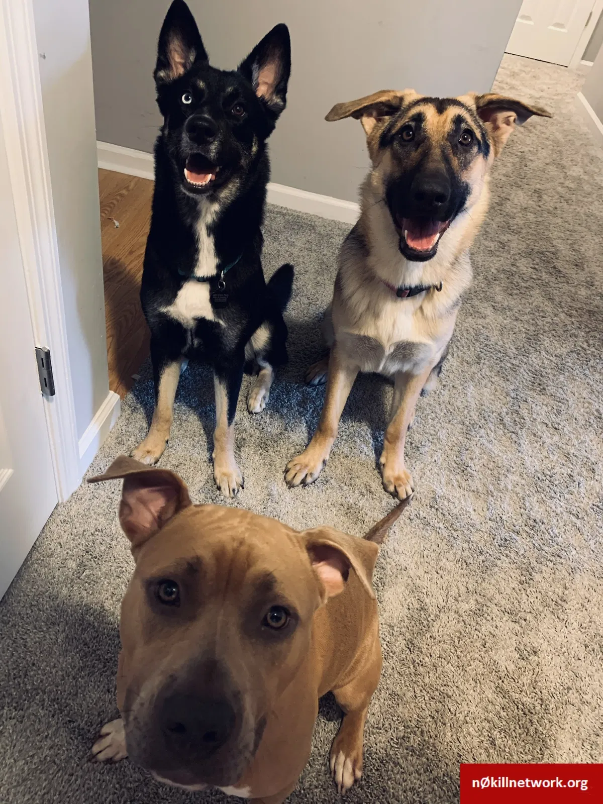 Lost dog in Fort Bragg, NC, 28310