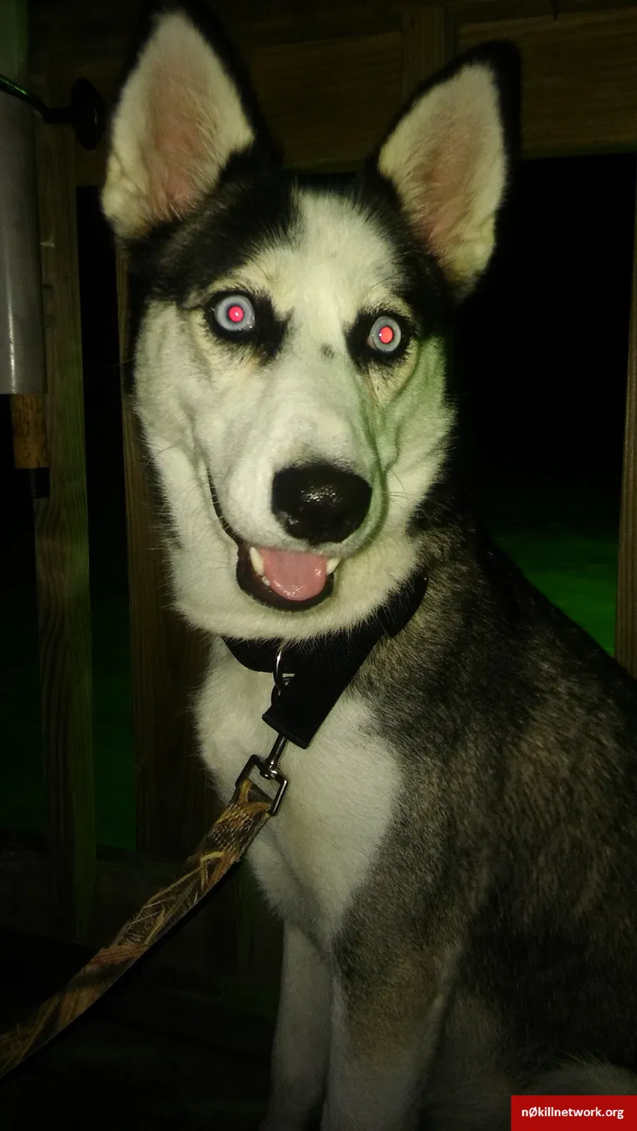 Lost dog in Los Fresnos, TX, 78566