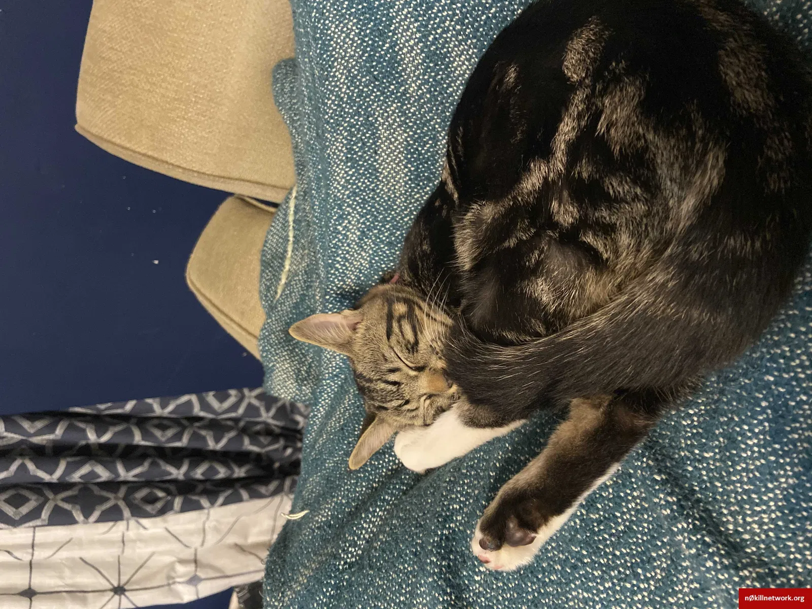 Lost cat in Loudon, TN, 37774