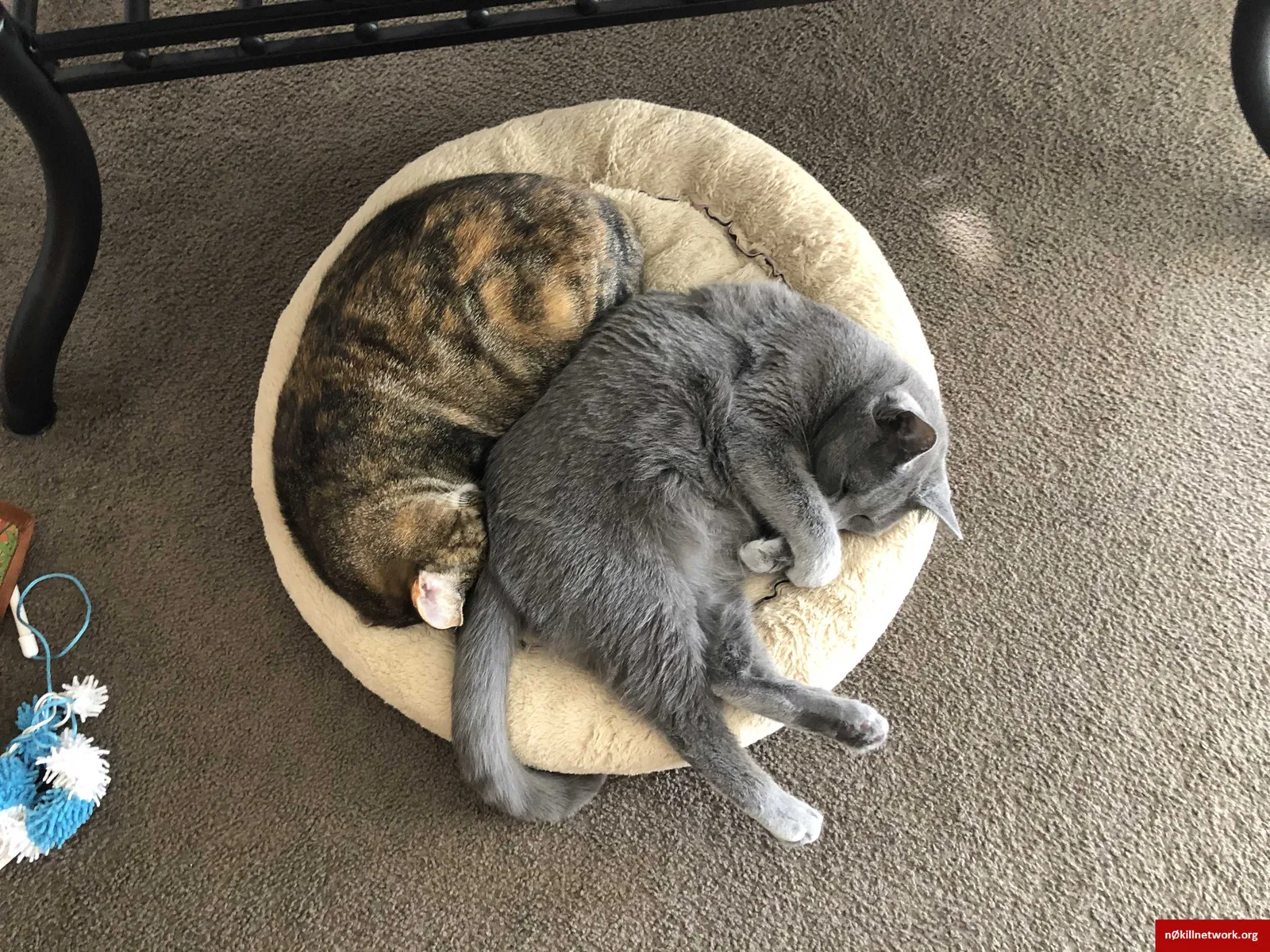Lost cat in Marion, IA, 52302