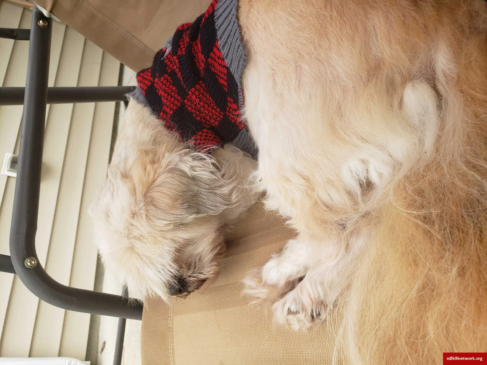 Lost dog in Raeford, NC, 28376