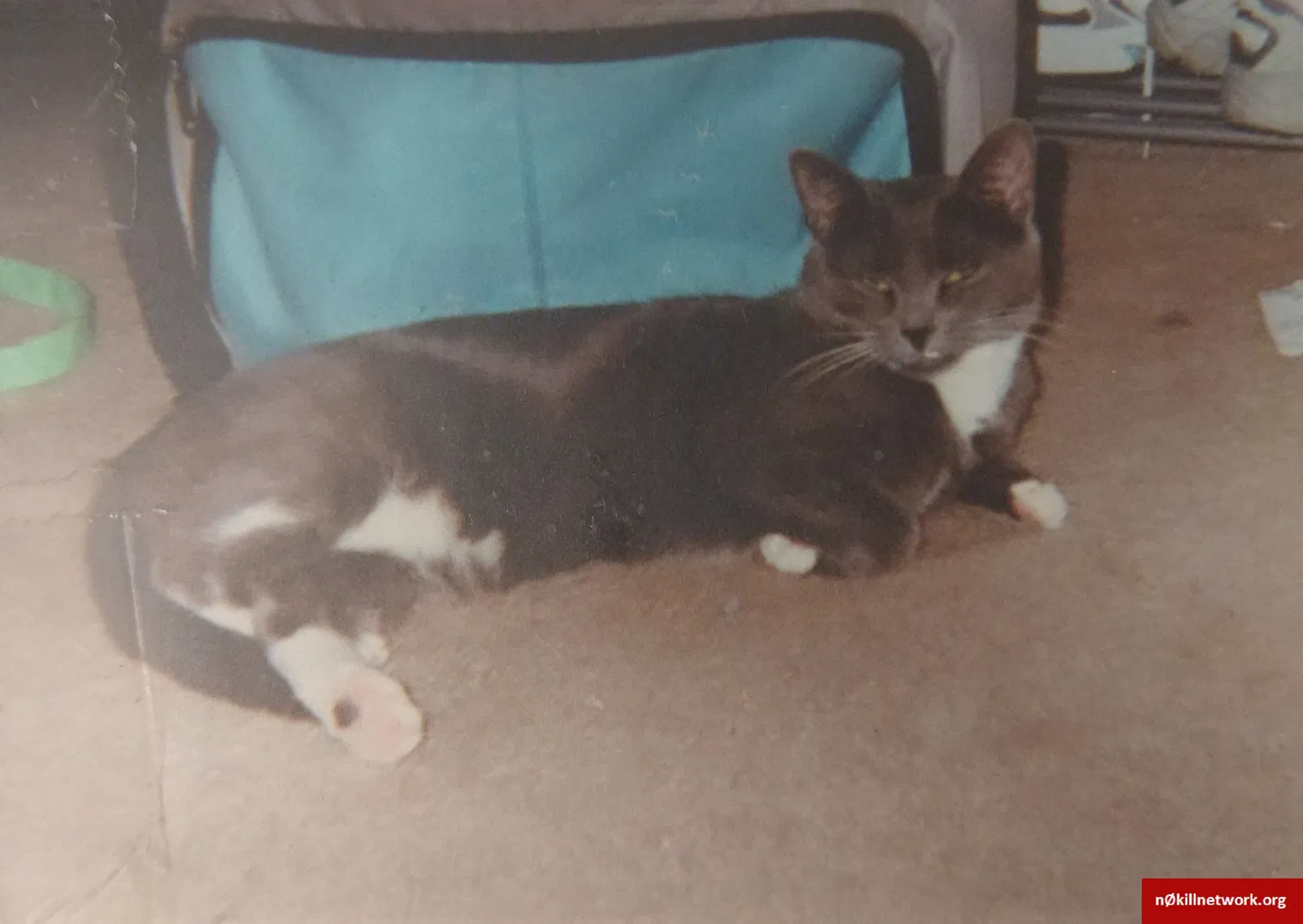 Lost cat in Spring City, PA, 19475