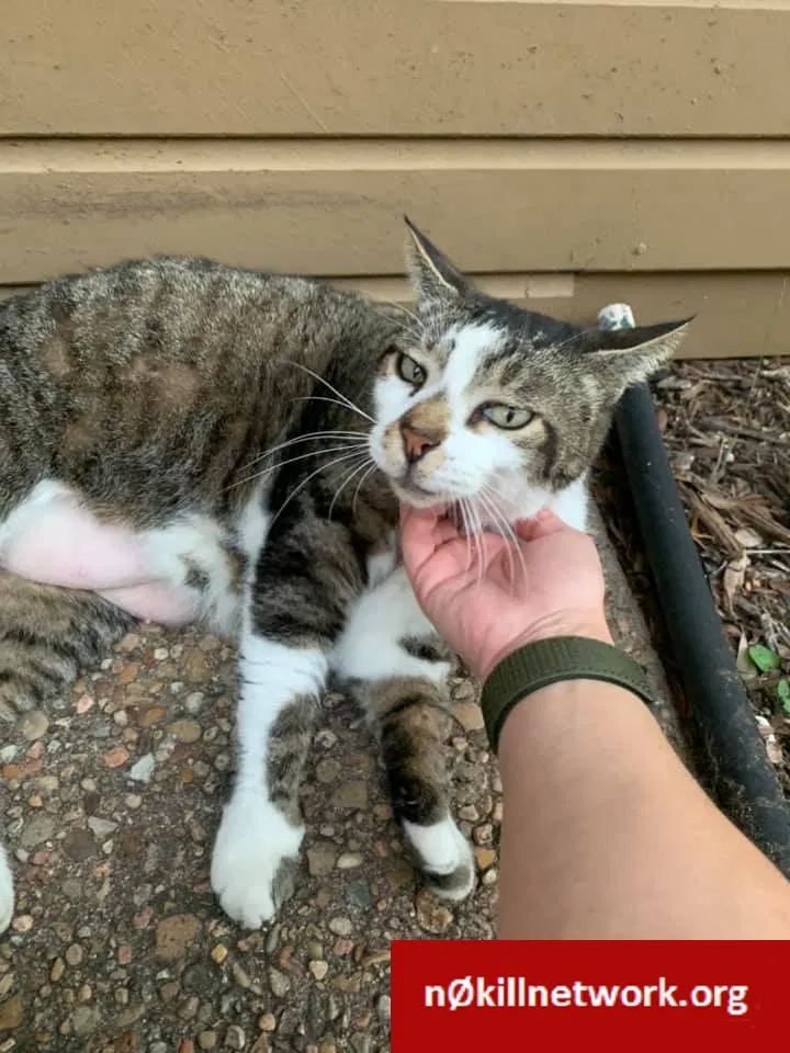 Lost cat in Austin, TX, 78745
