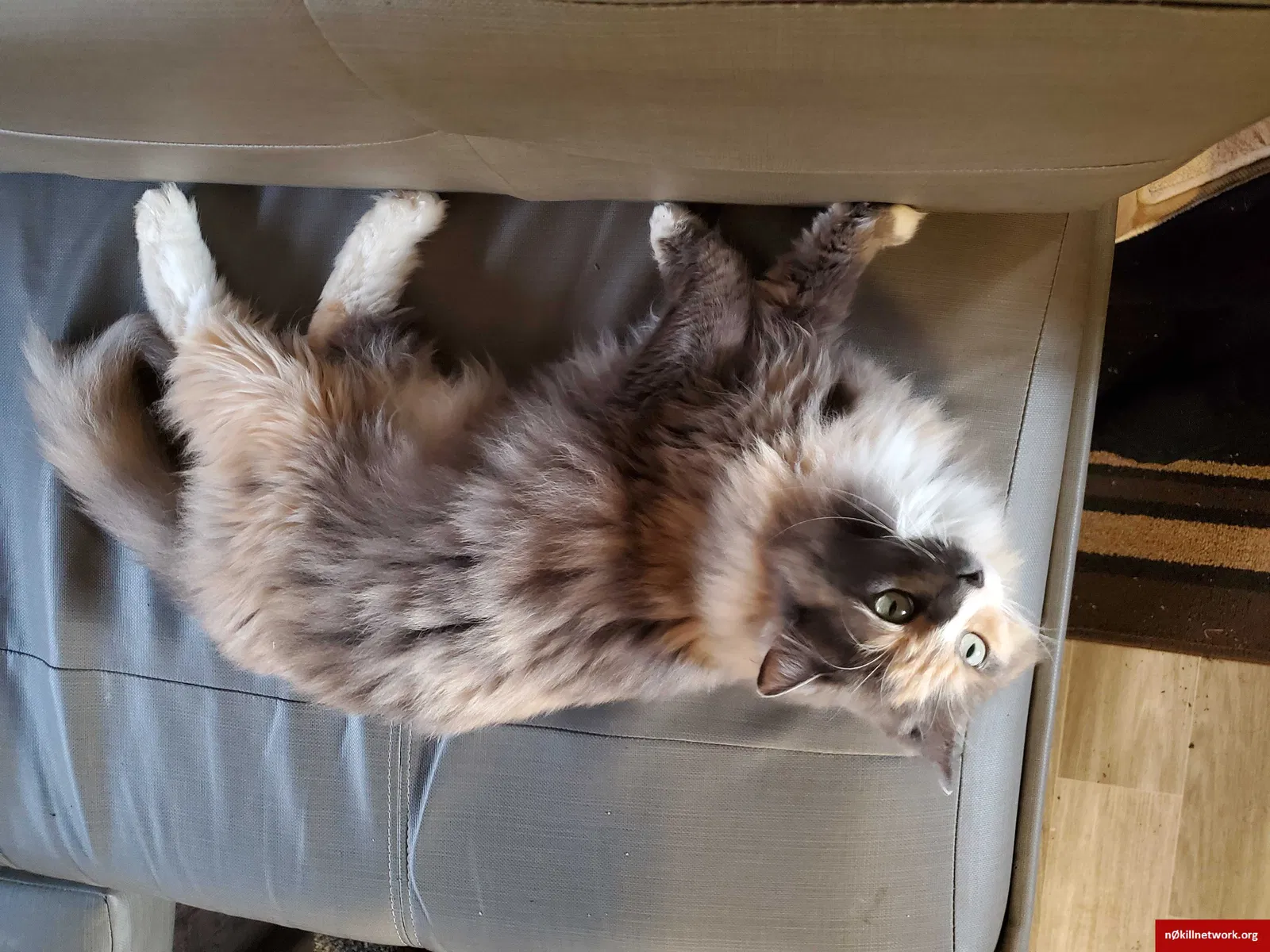 Lost cat in Junction City, OR, 97448