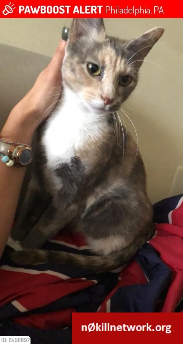 Lost cat in Philadelphia, PA, 19120