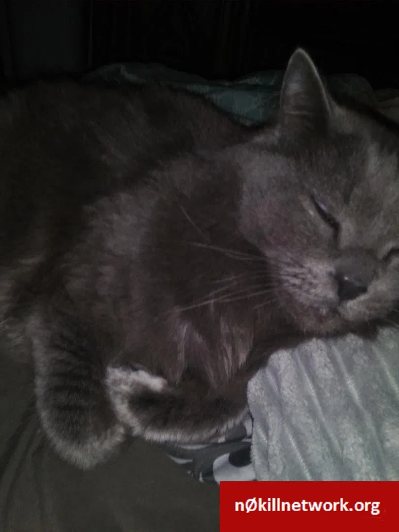 Lost cat in Reno, NV, 89511