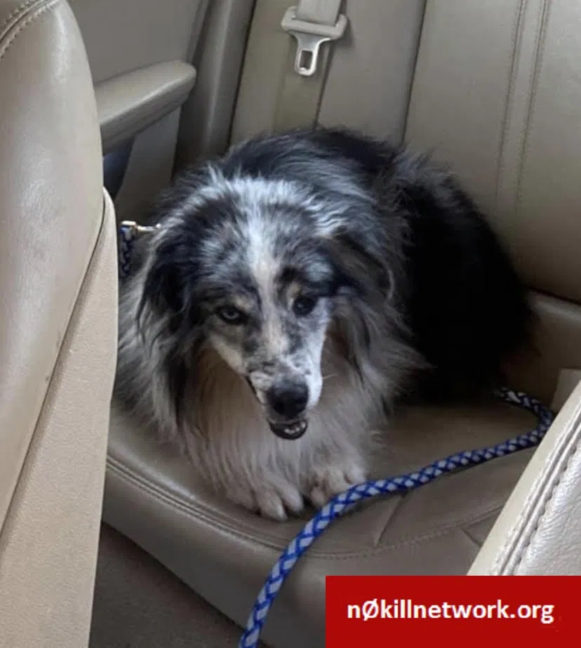 Lost dog in Myrtle Beach, SC, 29579